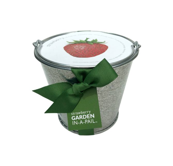Garden in a Pail | Strawberry